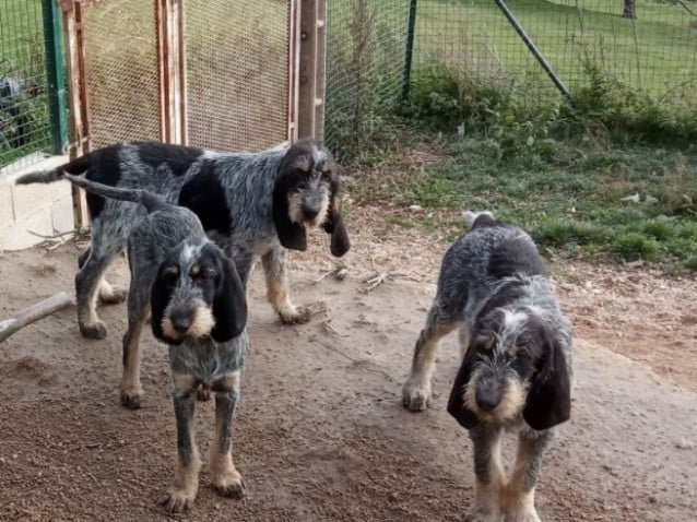 Grifón Azul de Gascuña, un descendiente directo de los perros de San Huberto
