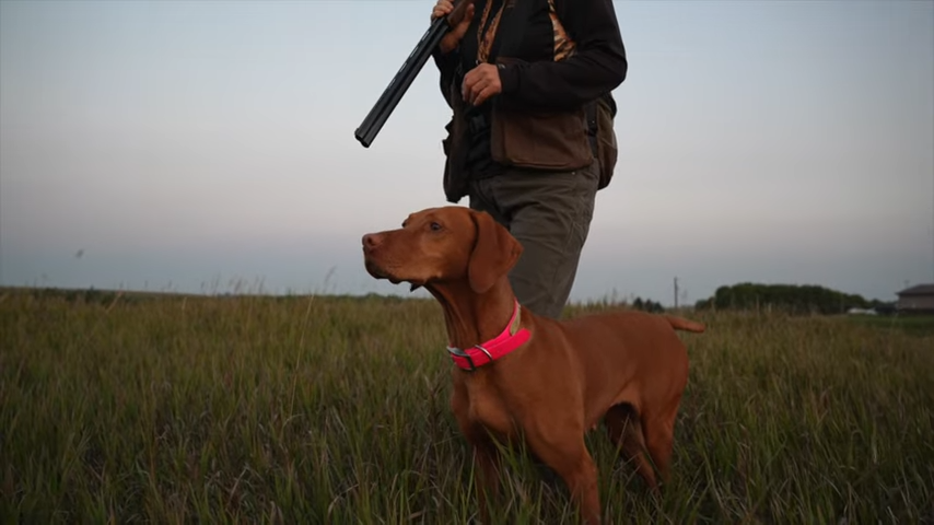 Braco húngaro Vizsla, una de las razas de perros de caza más extendidas