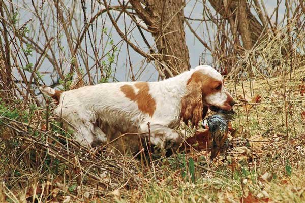 Cocker Spaniel Inglés blanco y marrón cazando una perdiz.