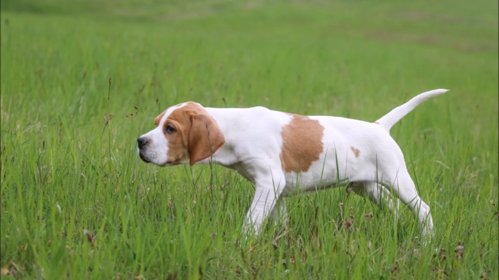 Espectacular muestra de cachorro de pointer blanco y naranja.