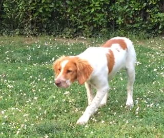 Dentro de las razas de perros de caza continentales, destaca el Spaniel Bretón.