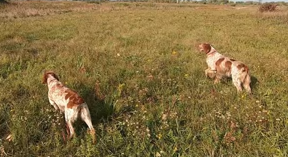 Una de las razas de perros de caza mas versatiles, el Spaniel Bretón.