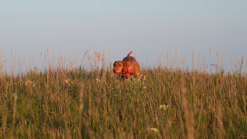 Braco húngaro Vizsla, raza de perros de caza tranquila pero efectiva