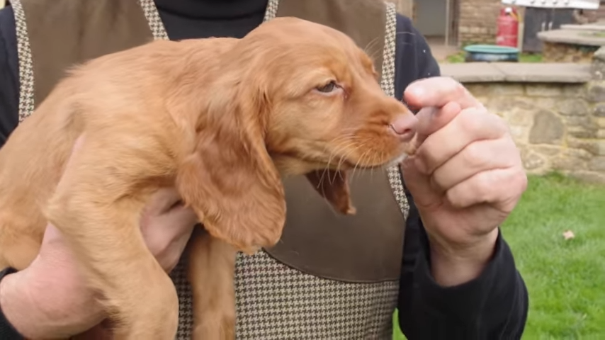 Cachorro de Cocker Spaniel Inglés color marrón canela con su dueño.