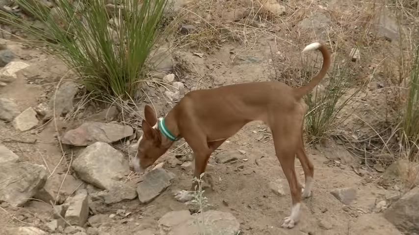 Podenco andaluz color canela con manchas blancas, un todoterreno de los perros de caza.