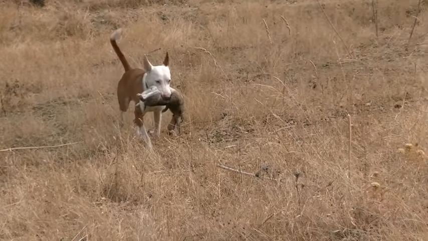 Podenco andaluz especialista en la caza del conejo.