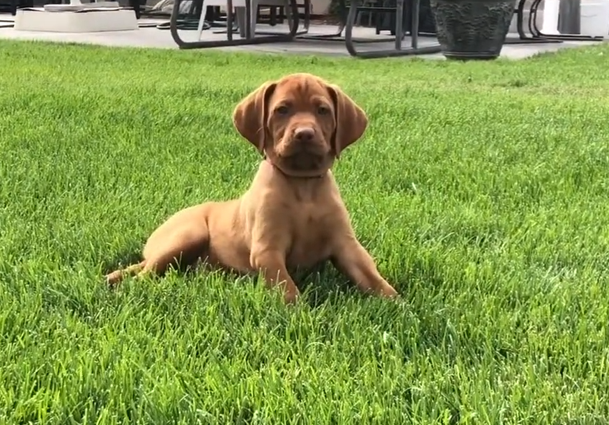 En el braco húngaro, como en el resto de razas de perros de caza se empieza a adiestrar desde cachorro.