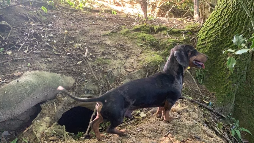 Tipica figura del teckel, perro salchicha.