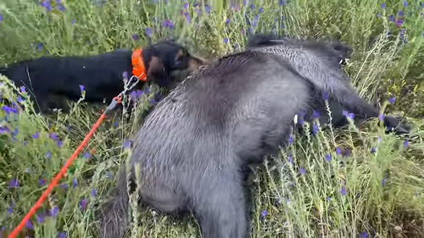 Formidables habilidades para cobrar de este perro de caza, el Teckel.