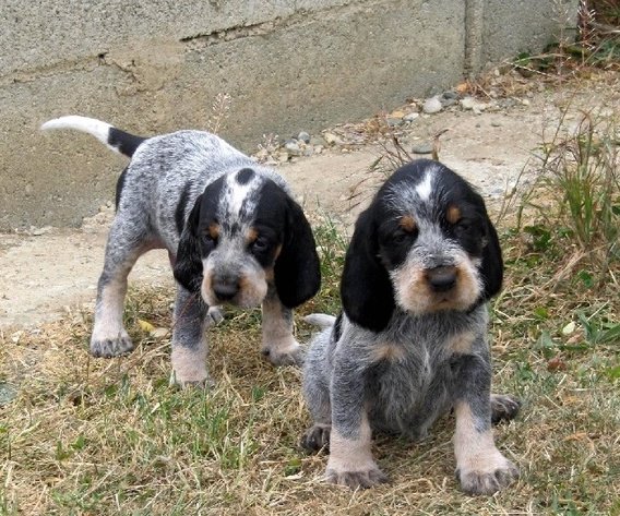 Cachorros de Grifón Azul de Gascuña, con cualidades especiales para la caza.